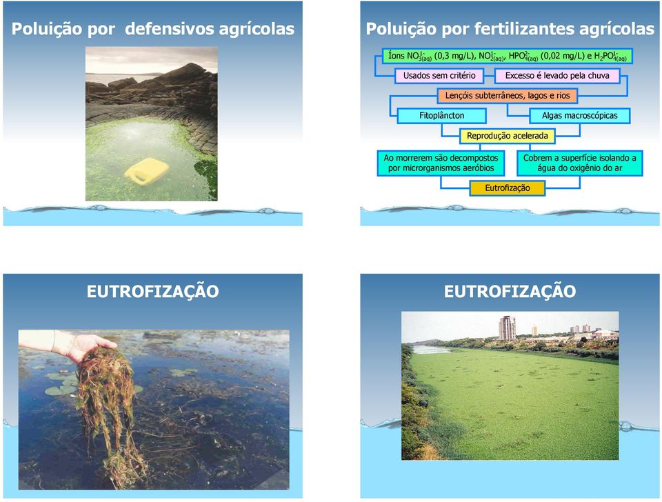 subterrâneos, lagos e rios Fitoplâncton Algas macroscópicas Reprodução acelerada Ao morrerem são decompostos