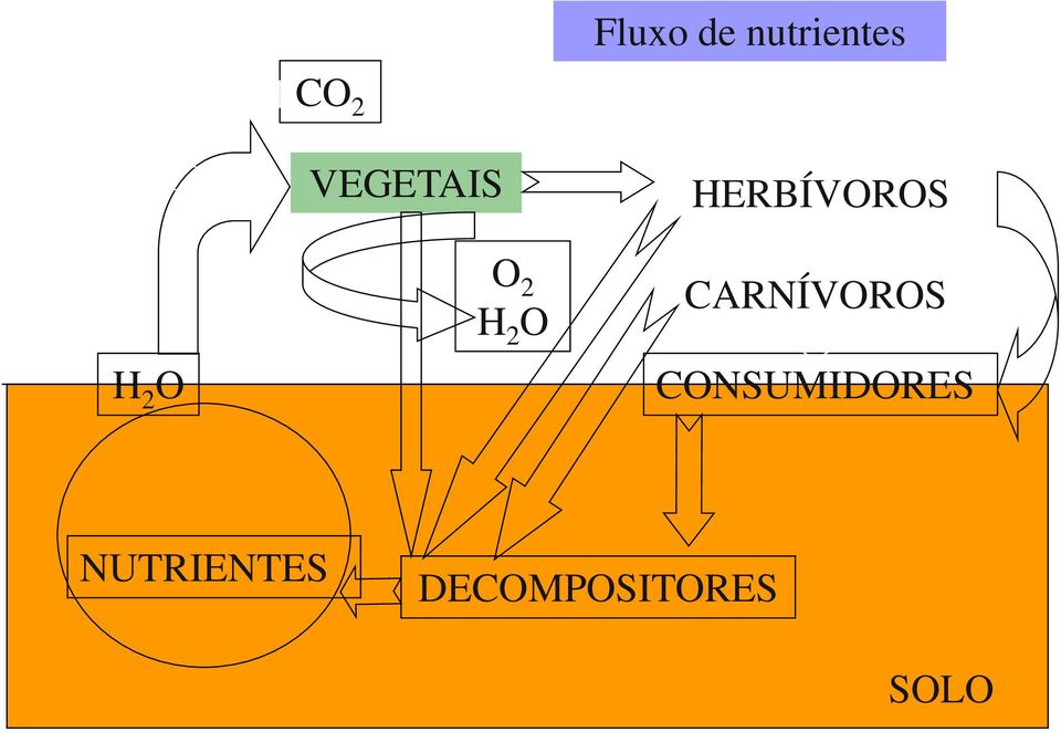 HERBÍVOROS CARNÍVOROS