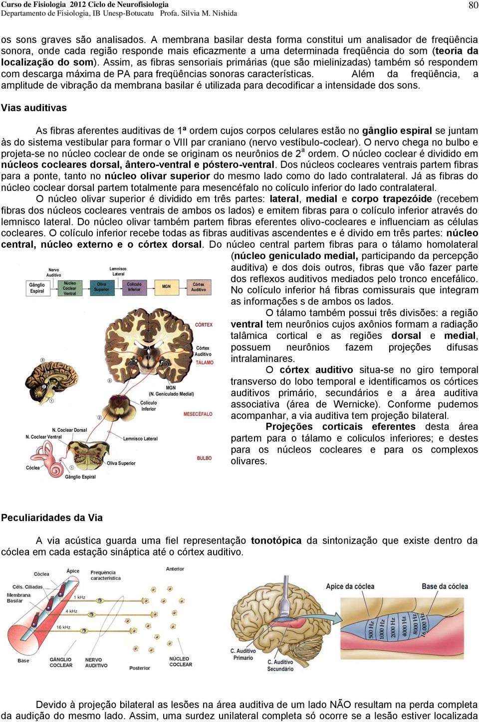 Assim, as fibras sensoriais primárias (que são mielinizadas) também só respondem com descarga máxima de PA para freqüências sonoras características.