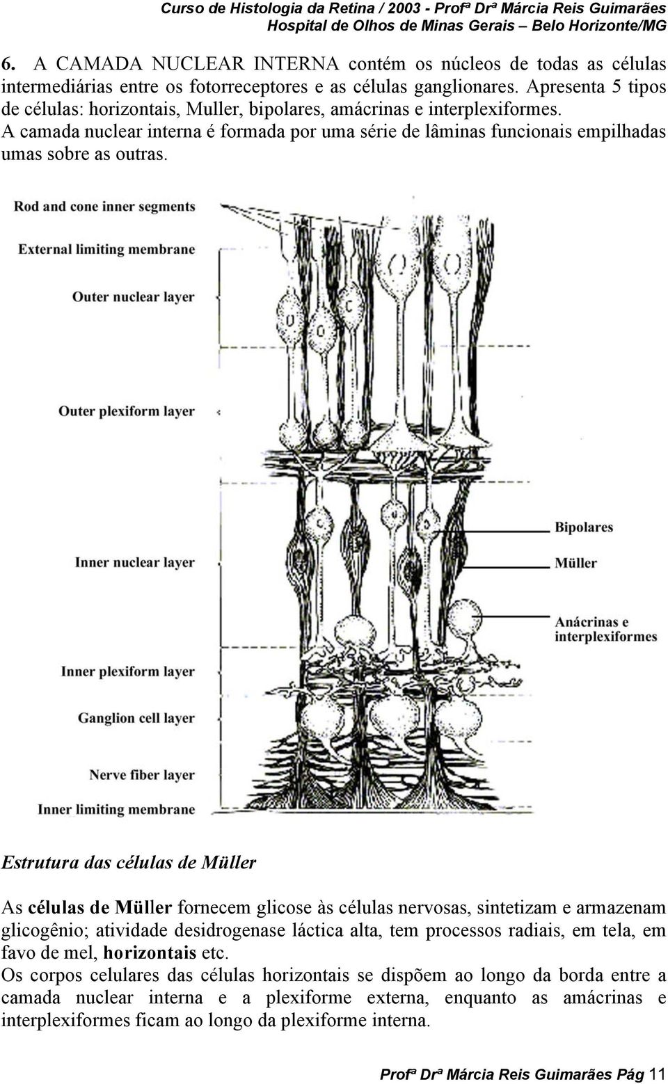 Estrutura das células de Müller As células de Müller fornecem glicose às células nervosas, sintetizam e armazenam glicogênio; atividade desidrogenase láctica alta, tem processos radiais, em tela, em