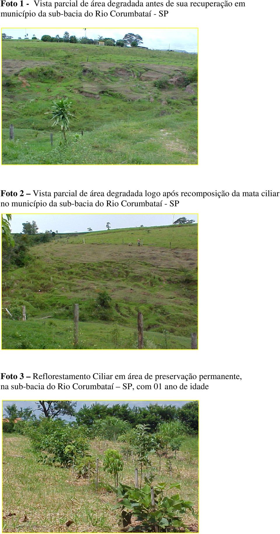 recomposição da mata ciliar no município da sub-bacia do Rio Corumbataí - SP Foto 3