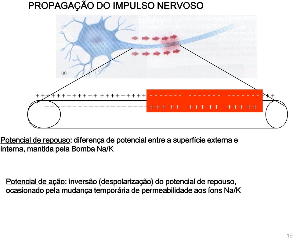 repouso: diferença de potencial entre a superfície externa e interna, mantida pela Bomba Na/K Potencial de ação:
