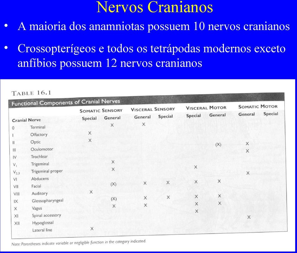 Crossopterígeos e todos os tetrápodas