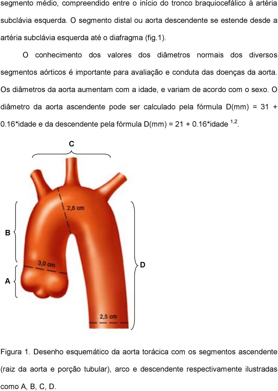 O conhecimento dos valores dos diâmetros normais dos diversos segmentos aórticos é importante para avaliação e conduta das doenças da aorta.