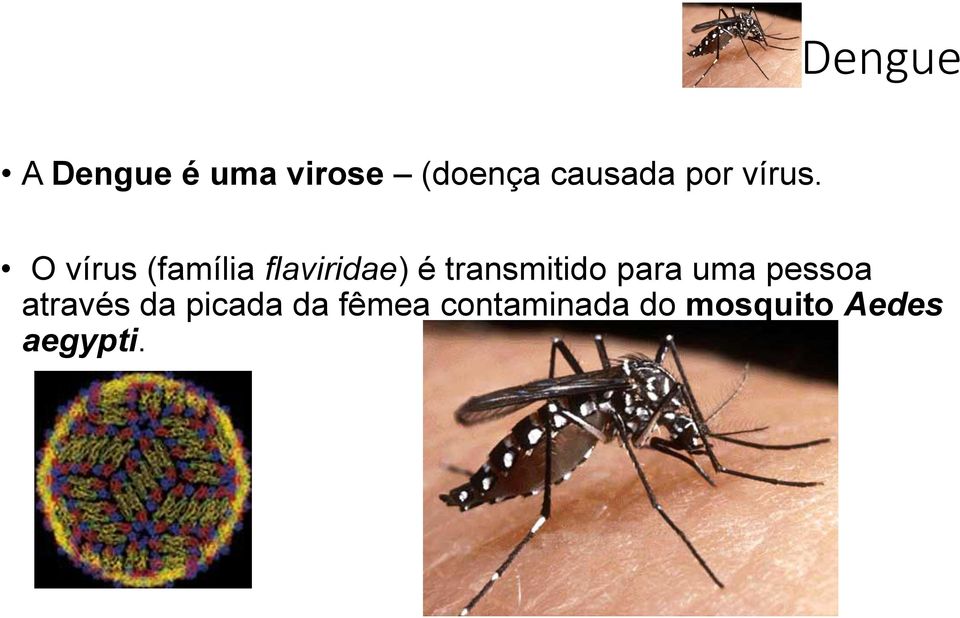 O vírus (família flaviridae) é transmitido