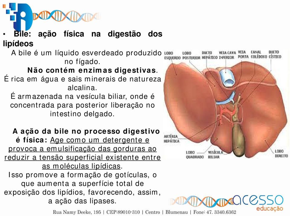 É armazenada na vesícula biliar, onde é concentrada para posterior liberação no intestino delgado.