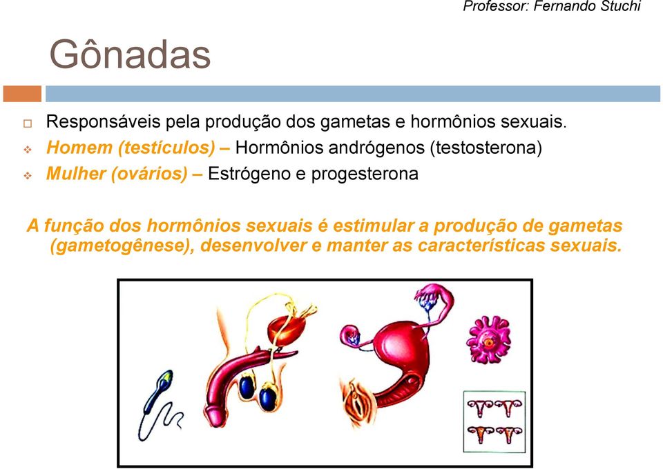 Estrógeno e progesterona A função dos hormônios sexuais é estimular a