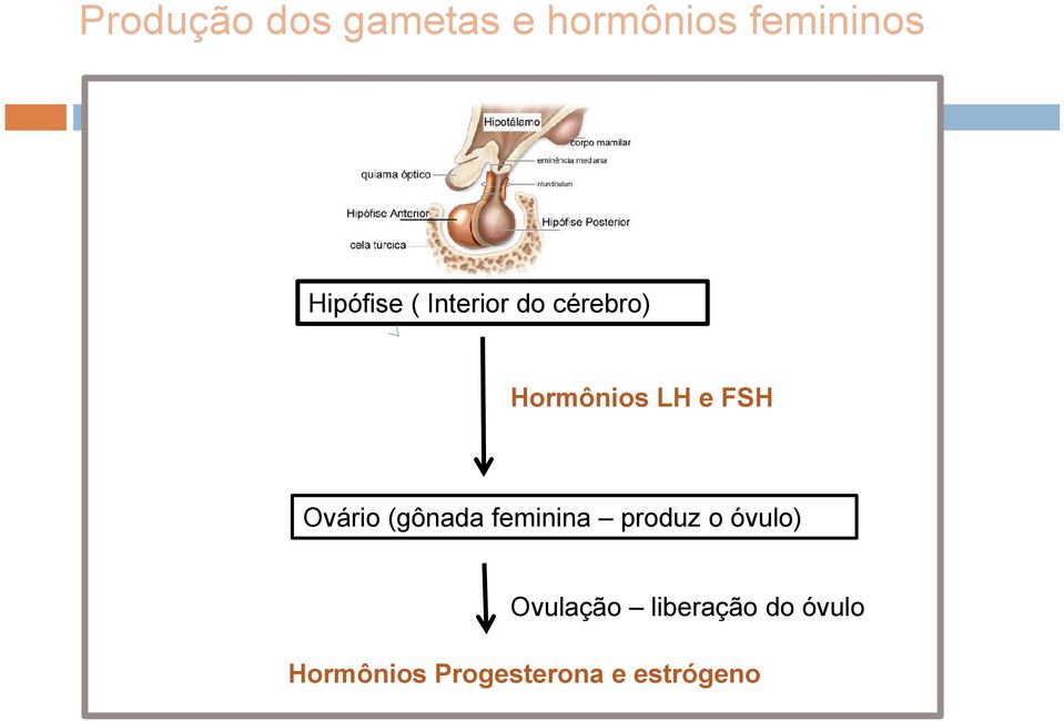 FSH Ovário (gônada feminina produz o óvulo)