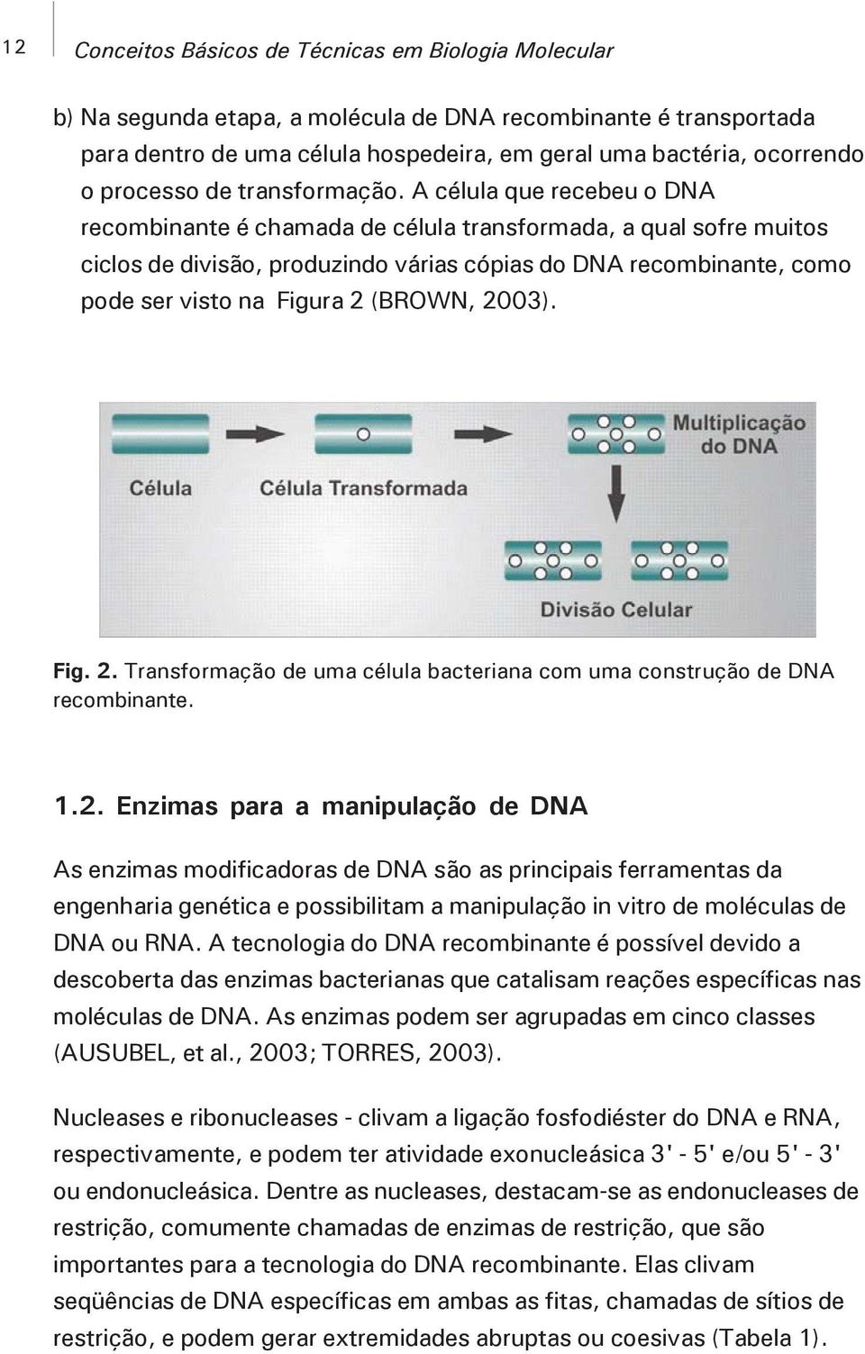 A célula que recebeu o DNA recombinante é chamada de célula transformada, a qual sofre muitos ciclos de divisão, produzindo várias cópias do DNA recombinante, como pode ser visto na Figura 2 (BROWN,