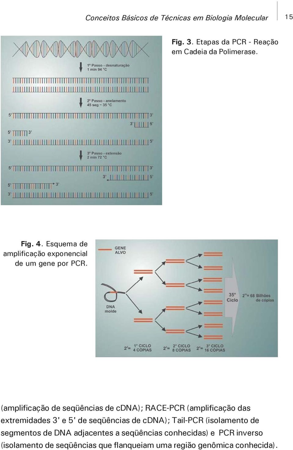 (amplificação de seqüências de cdna); RACE-PCR (amplificação das extremidades 3' e 5' de seqüências de cdna);