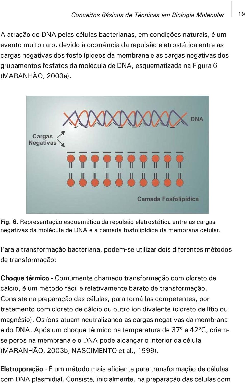 (MARANHÃO, 2003a). Fig. 6. Representação esquemática da repulsão eletrostática entre as cargas negativas da molécula de DNA e a camada fosfolipídica da membrana celular.