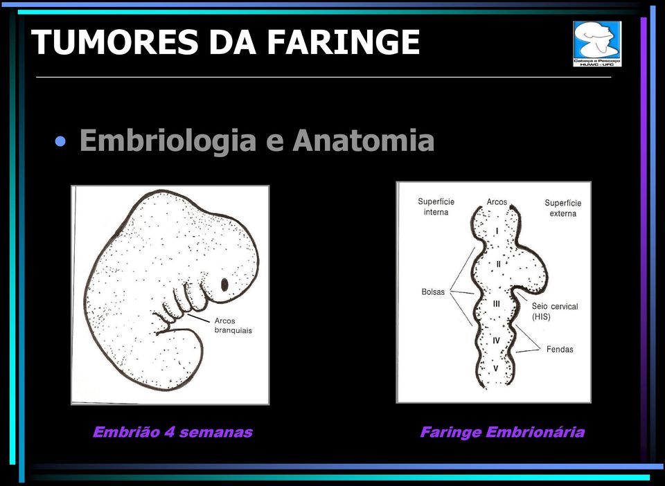 Anatomia Embrião 4