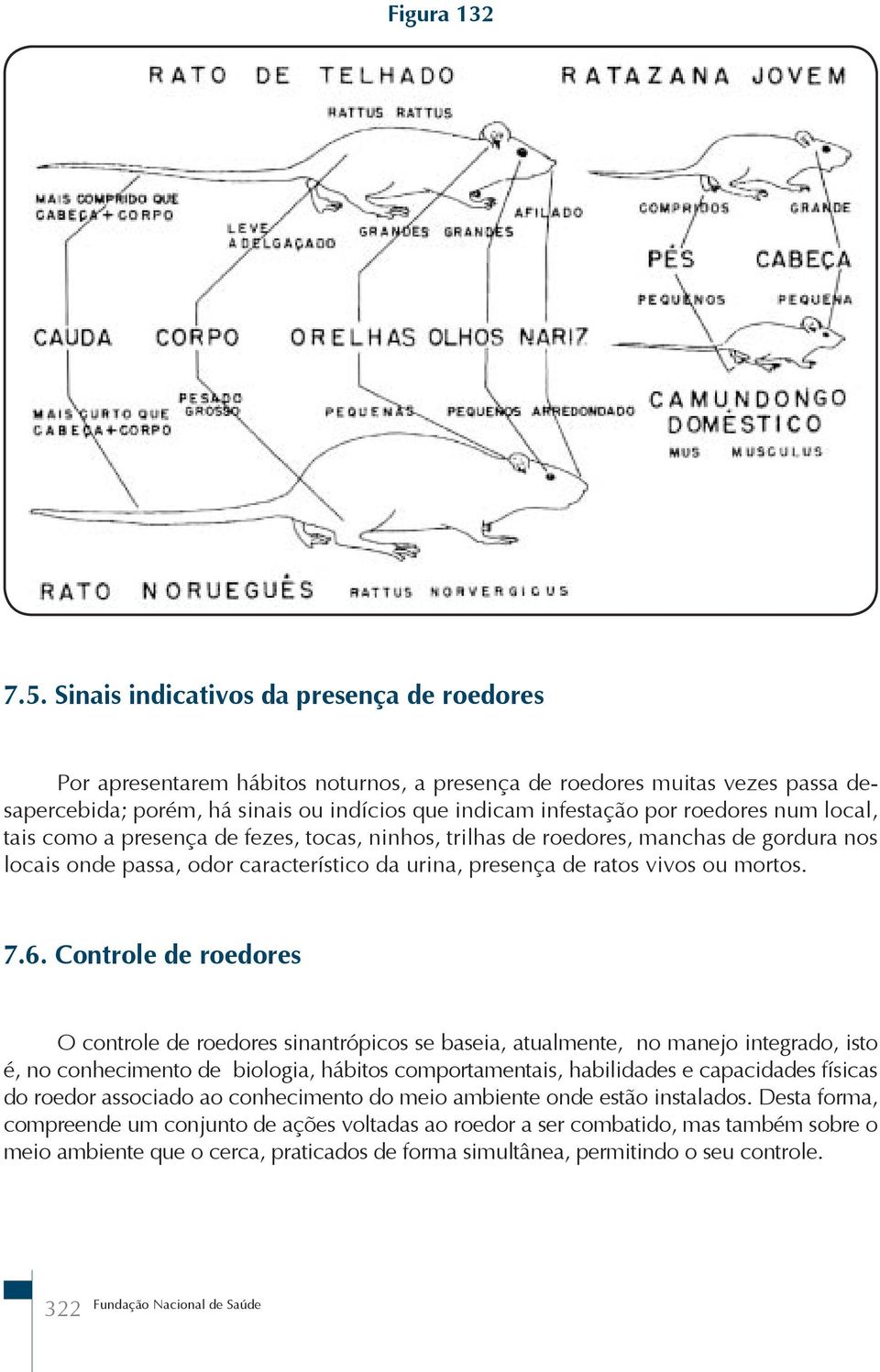 num local, tais como a presença de fezes, tocas, ninhos, trilhas de roedores, manchas de gordura nos locais onde passa, odor característico da urina, presença de ratos vivos ou mortos. 7.6.