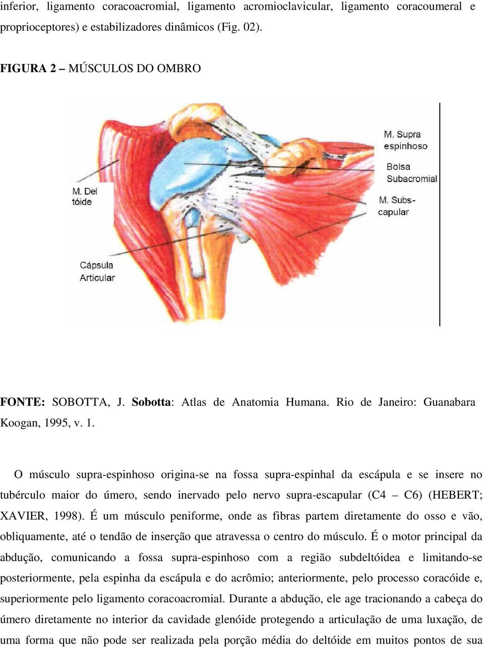 95, v. 1. O músculo supra-espinhoso origina-se na fossa supra-espinhal da escápula e se insere no tubérculo maior do úmero, sendo inervado pelo nervo supra-escapular (C4 C6) (HEBERT; XAVIER, 1998).