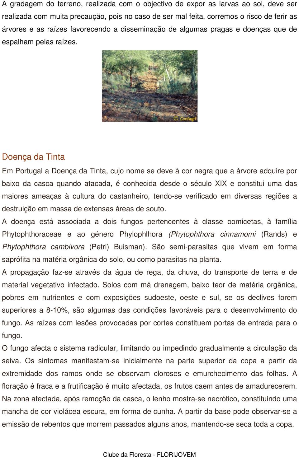 Doença da Tinta Em Portugal a Doença da Tinta, cujo nome se deve à cor negra que a árvore adquire por baixo da casca quando atacada, é conhecida desde o século XIX e constitui uma das maiores ameaças