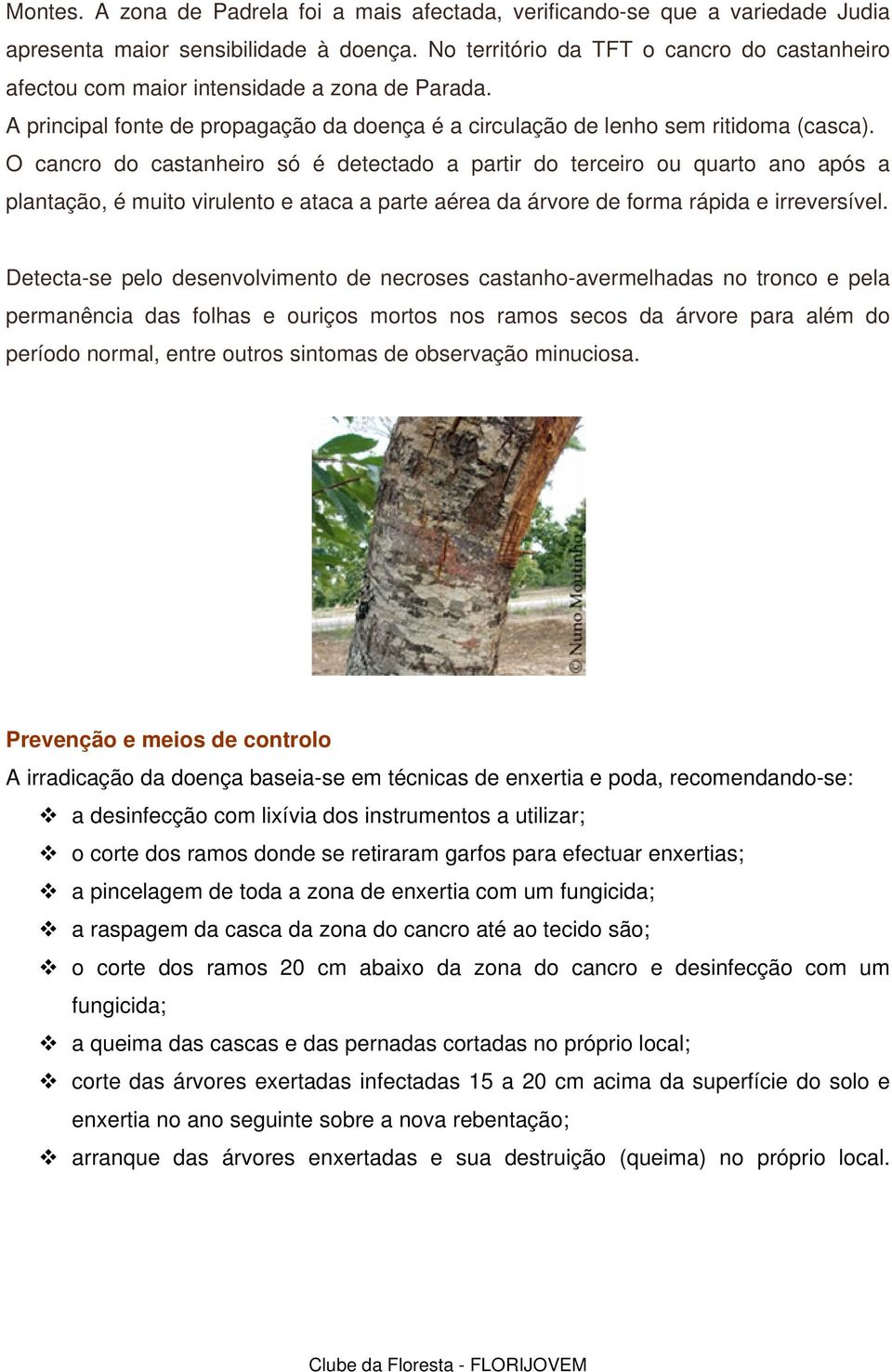 O cancro do castanheiro só é detectado a partir do terceiro ou quarto ano após a plantação, é muito virulento e ataca a parte aérea da árvore de forma rápida e irreversível.