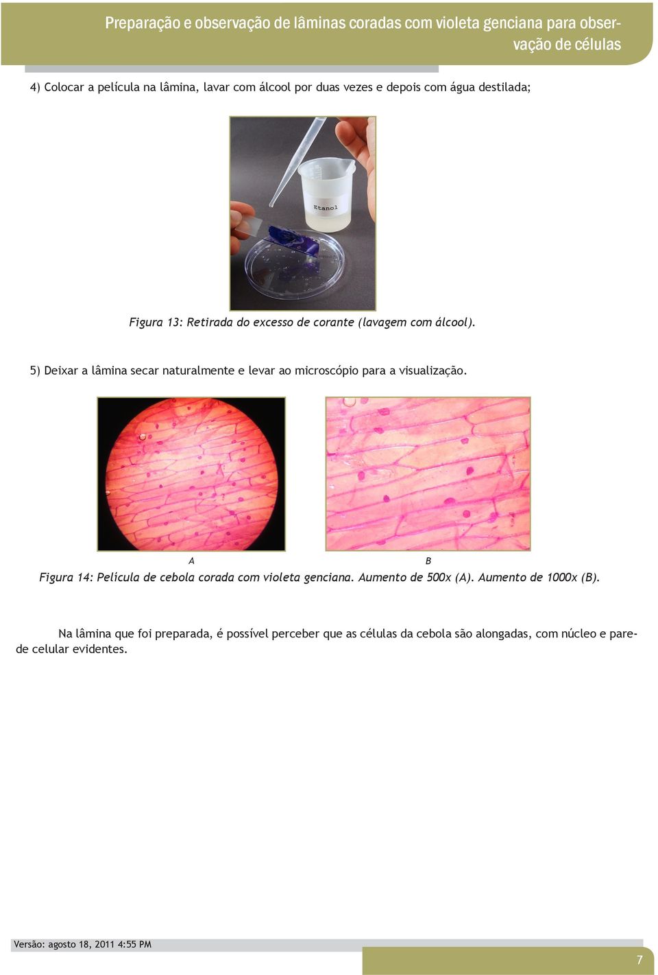 5) Deixar a lâmina secar naturalmente e levar ao microscópio para a visualização. Figura 14: Película de cebola corada com violeta genciana.