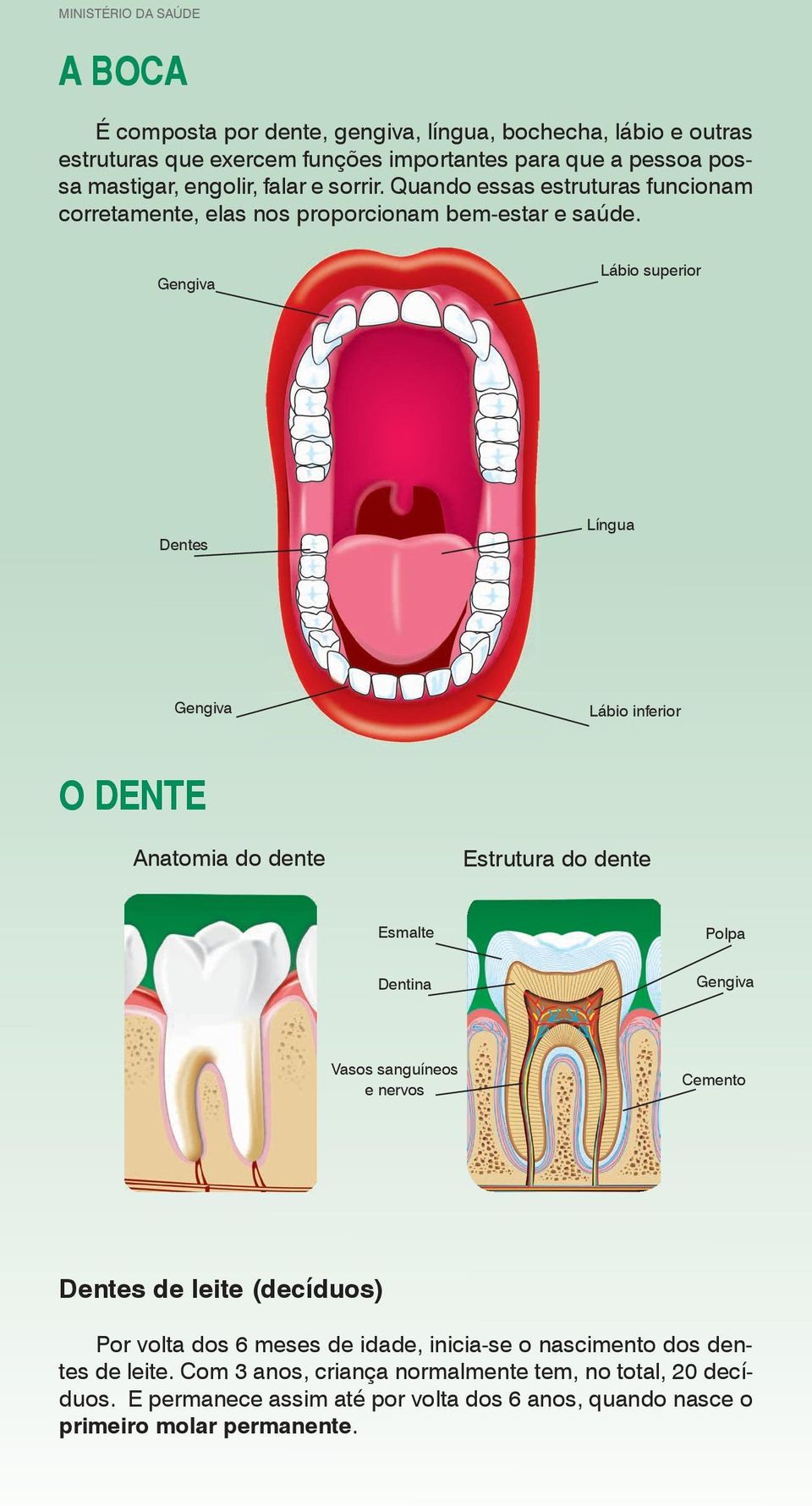 Gengiva Lábio superior Dentes Língua Gengiva Lábio inferior O DENTE Anatomia do dente Estrutura do dente Esmalte Polpa Dentina Gengiva Vasos sanguíneos e nervos Cemento