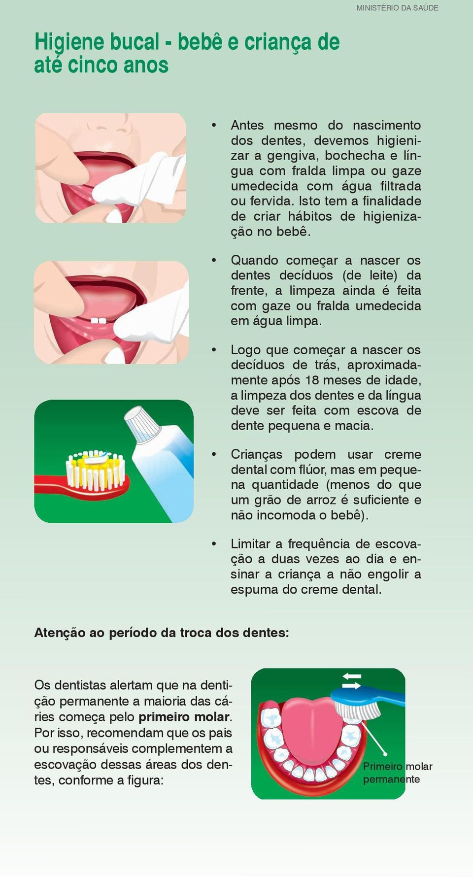 Logo que começar a nascer os decíduos de trás, aproximadamente após 18 meses de idade, a limpeza dos dentes e da língua deve ser feita com escova de dente pequena e macia.