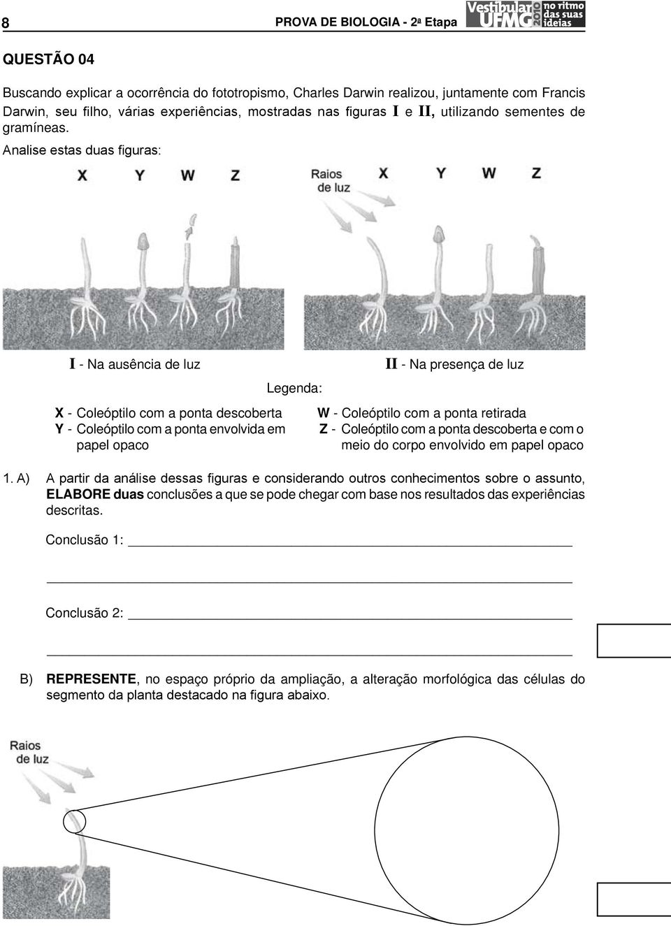 Analise estas duas figuras: I - Na ausência de luz X - Coleóptilo com a ponta descoberta Y - Coleóptilo com a ponta envolvida em papel opaco Legenda: II - Na presença de luz W - Coleóptilo com a