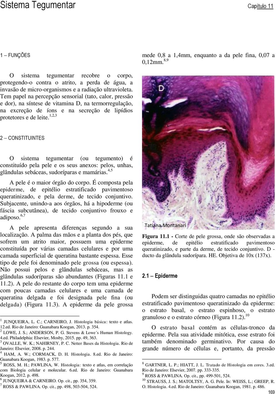 Tem papel na percepção sensorial (tato, calor, pressão e dor), na síntese de vitamina D, na termorregulação, na excreção de íons e na secreção de lipídios protetores e de leite.