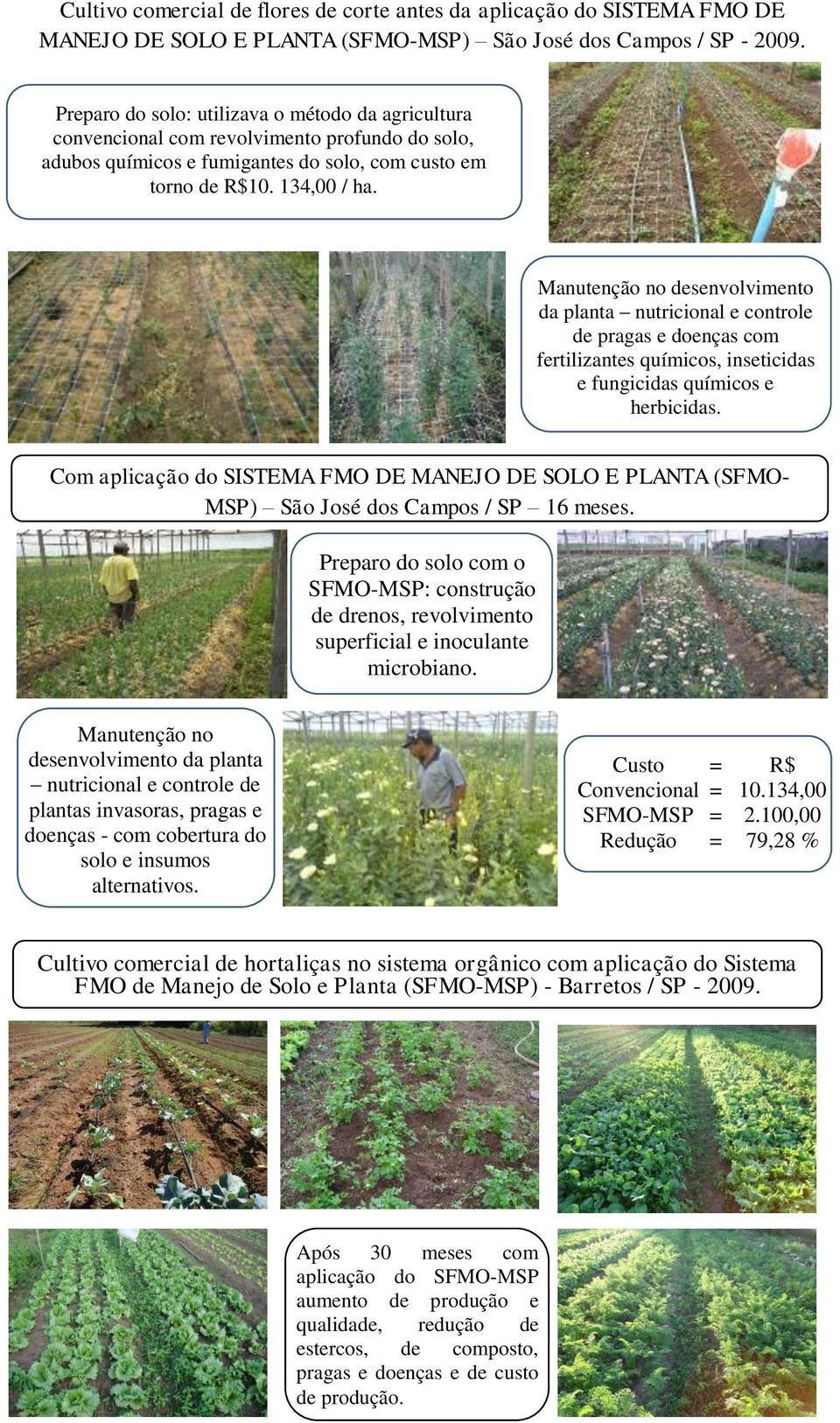 Manutenção no desenvolvimento da planta nutricional e controle de pragas e doenças com fertilizantes químicos, inseticidas e fungicidas químicos e herbicidas.