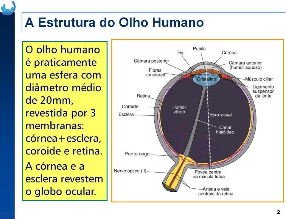 20mm, revestida por 3 membranas: córnea+esclera,