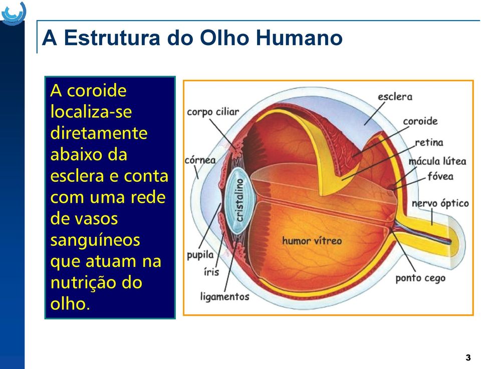 esclera e conta com uma rede de vasos