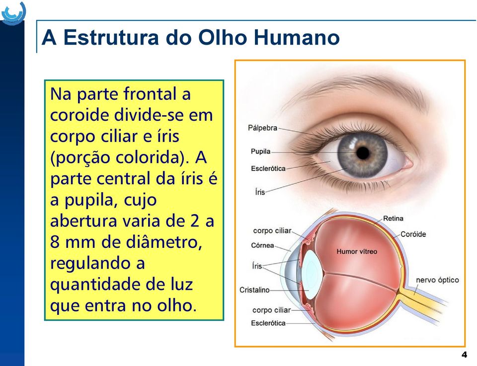 A parte central da íris é a pupila, cujo abertura varia de