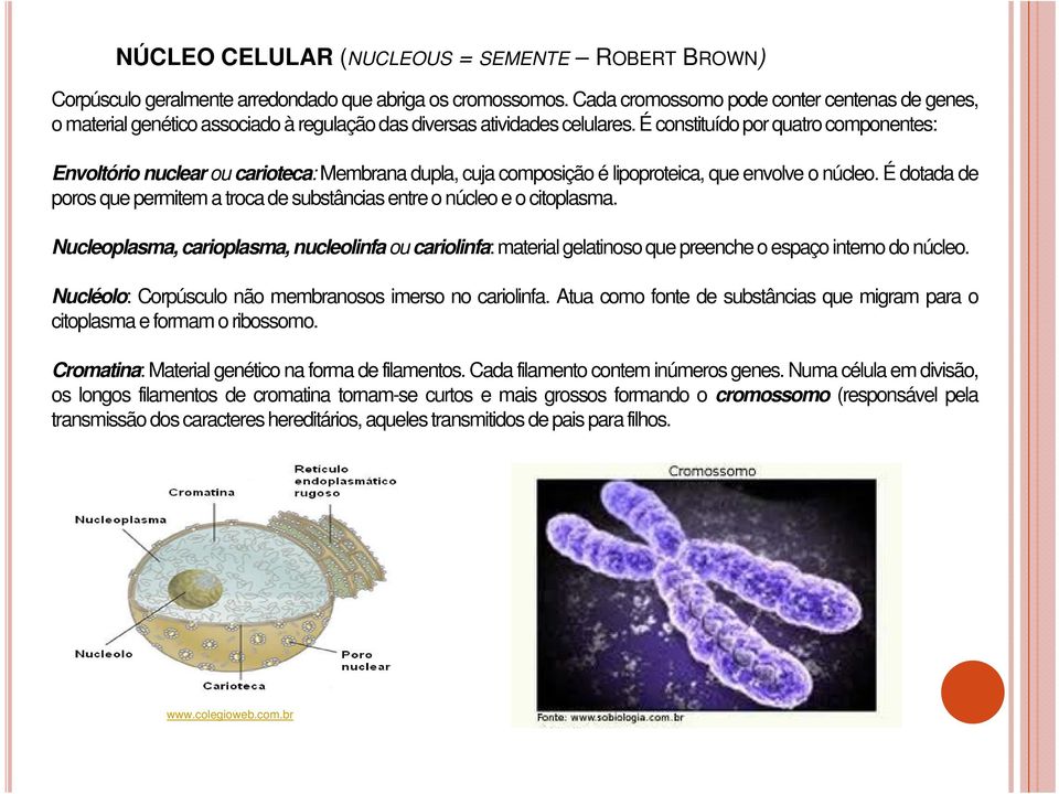 É constituído por quatro componentes: Envoltório nuclear ou carioteca: Membrana dupla, cuja composição é lipoproteica, que envolve o núcleo.