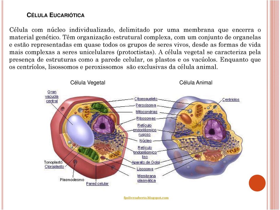 mais complexas a seres unicelulares (protoctistas).