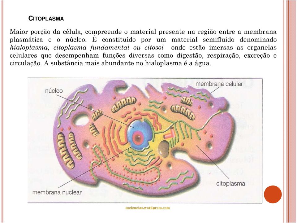 É constituído por um material semifluido denominado hialoplasma, citoplasma fundamental ou citosol