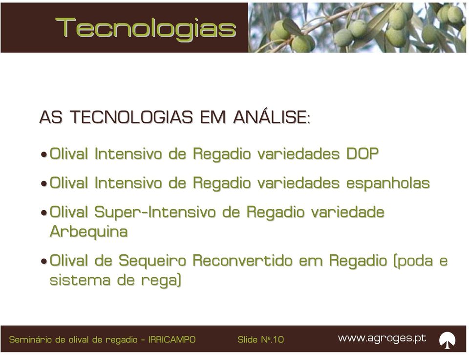 Olival Super-Intensivo de Regadio variedade Arbequina Olival de