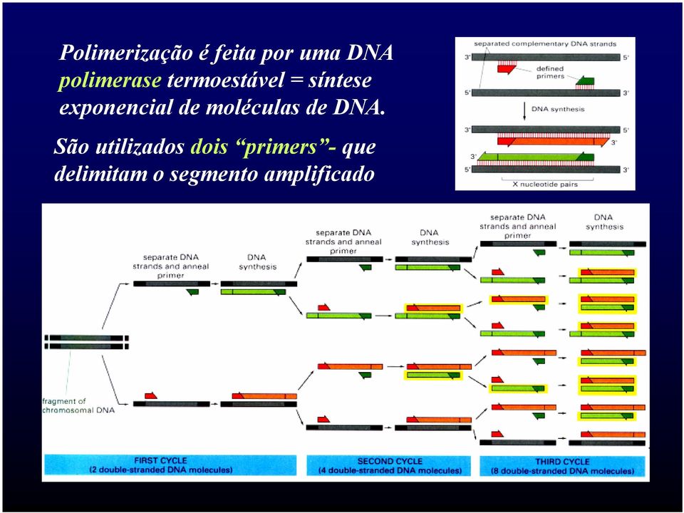 exponencial de moléculas de DNA.