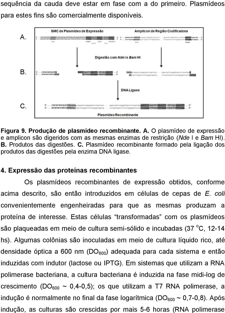 4. Expressão das proteínas recombinantes Os plasmídeos recombinantes de expressão obtidos, conforme acima descrito, são então introduzidos em células de cepas de E.