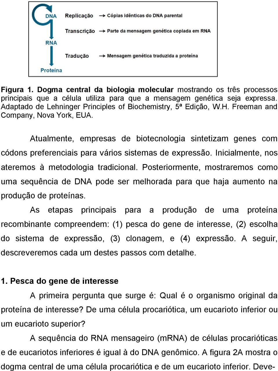 Atualmente, empresas de biotecnologia sintetizam genes com códons preferenciais para vários sistemas de expressão. Inicialmente, nos ateremos à metodologia tradicional.