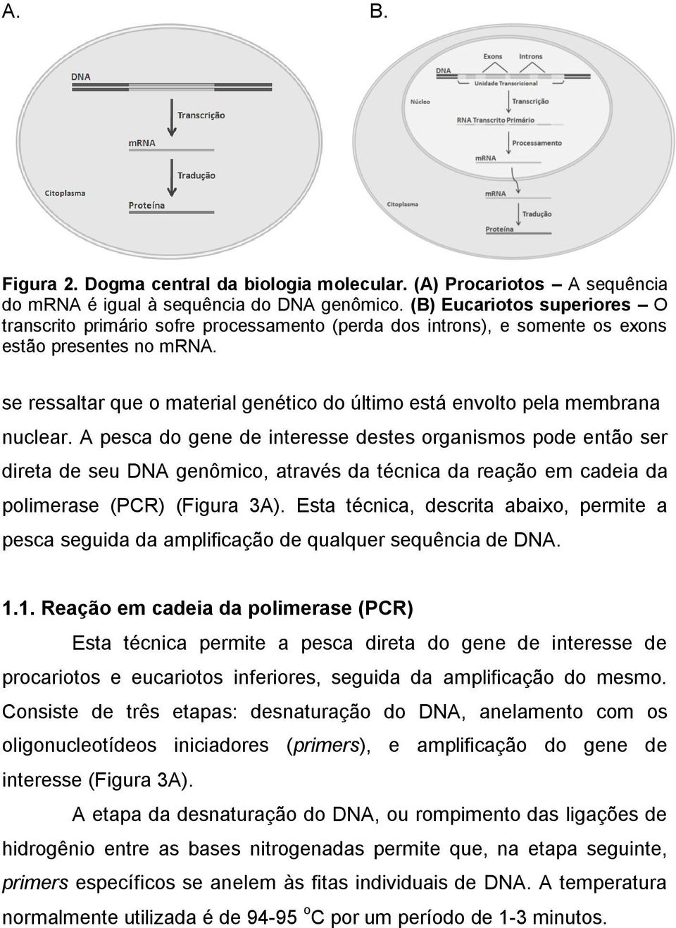 se ressaltar que o material genético do último está envolto pela membrana nuclear.