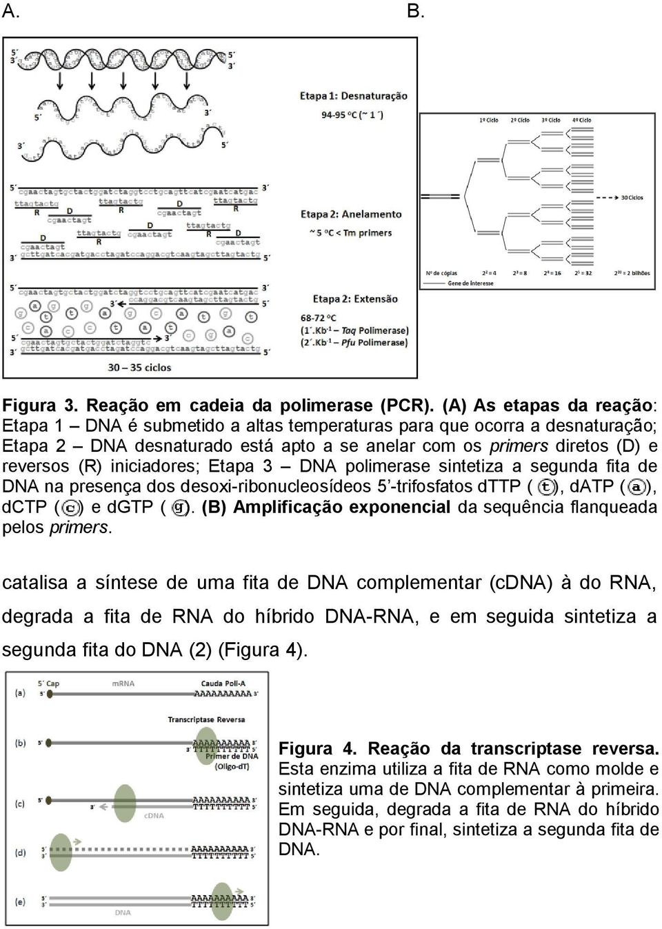 iniciadores; Etapa 3 DNA polimerase sintetiza a segunda fita de DNA na presença dos desoxi-ribonucleosídeos 5 -trifosfatos dttp ( ), datp ( ), dctp ( ) e dgtp ( ).