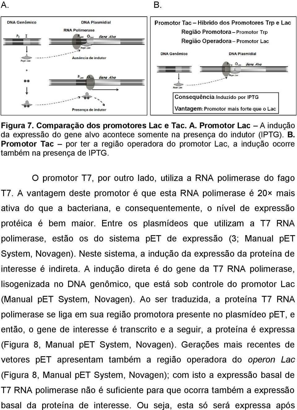 A vantagem deste promotor é que esta RNA polimerase é 20 mais ativa do que a bacteriana, e consequentemente, o nível de expressão protéica é bem maior.