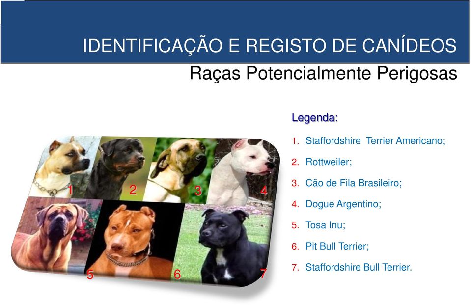 Rottweiler; 1 2 3 4 3. Cão de Fila Brasileiro; 4.