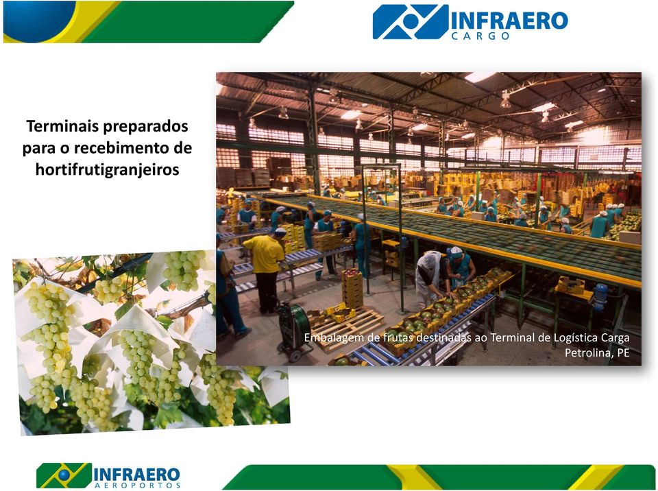 hortifrutigranjeiros Embalagem de frutas