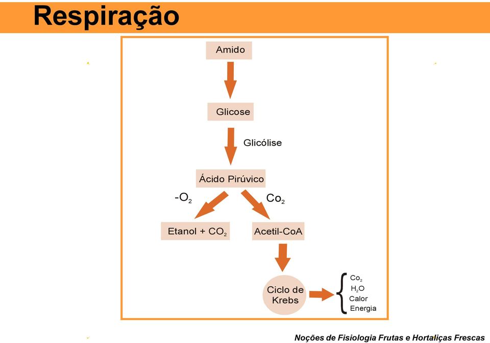 Acetil-CoA Ciclo de Krebs Co 2 HO 2 Calor