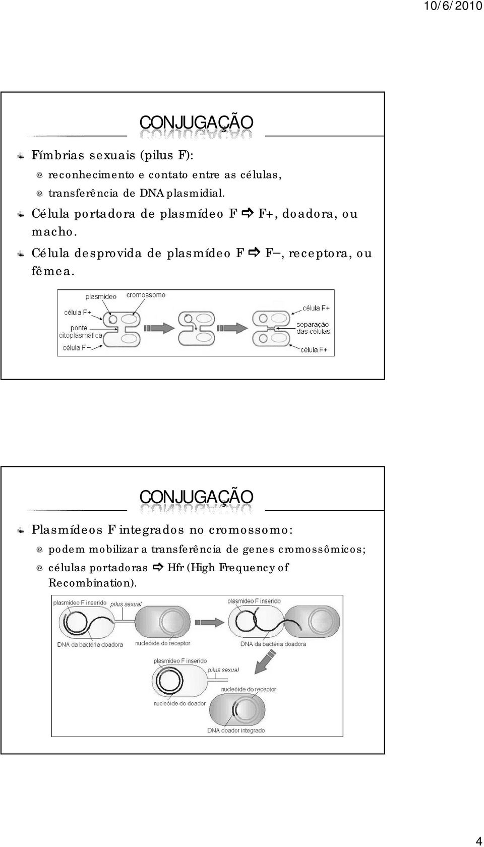 Célula desprovida de plasmídeo F F, receptora, ou fêmea.
