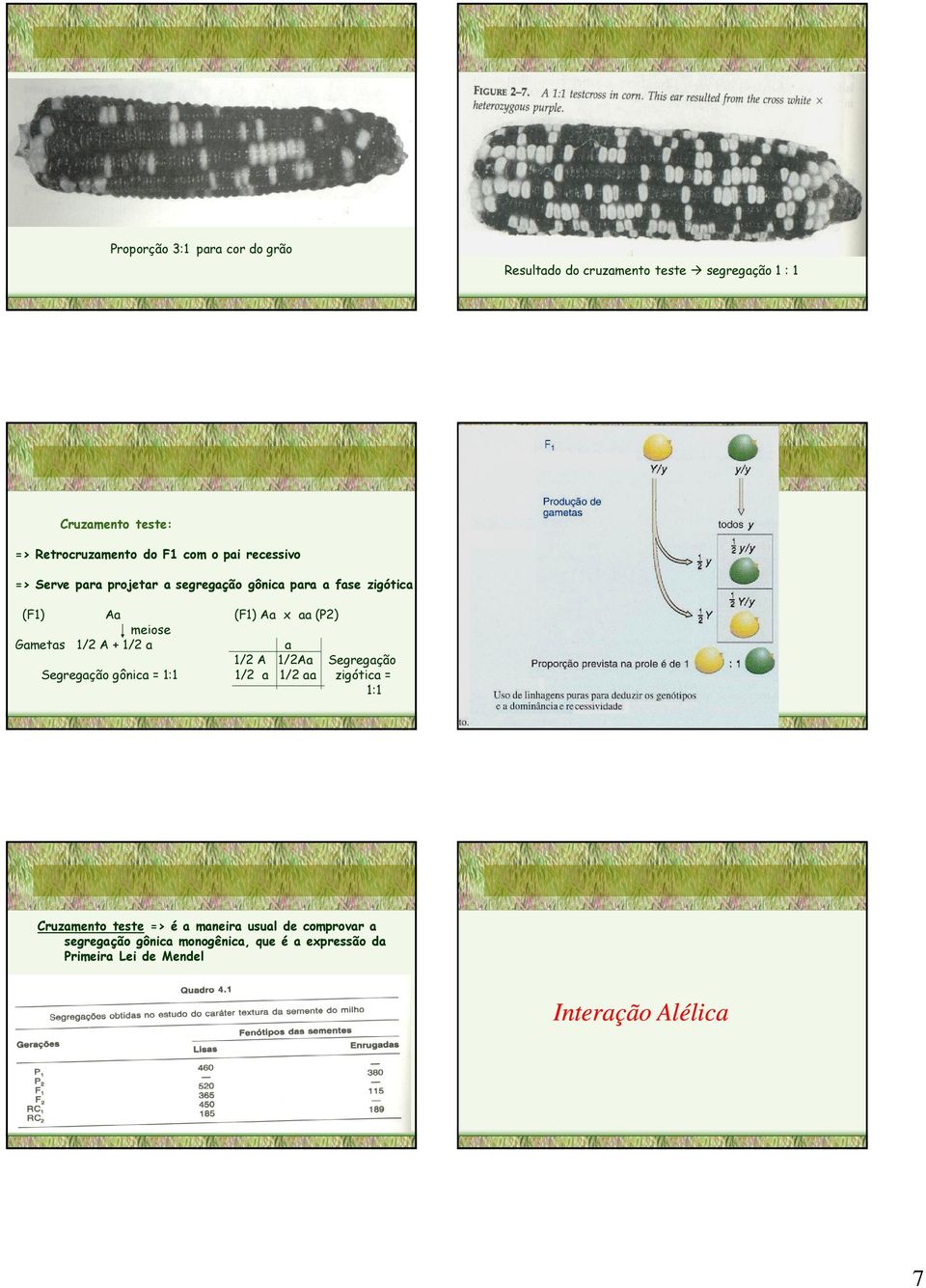 1/2 a Segregação gônica = 1:1 (F1) Aa aa (P2) a 1/2 A 1/2Aa 1/2 a 1/2 aa Segregação zigótica = 1:1 Cruzamento teste =>