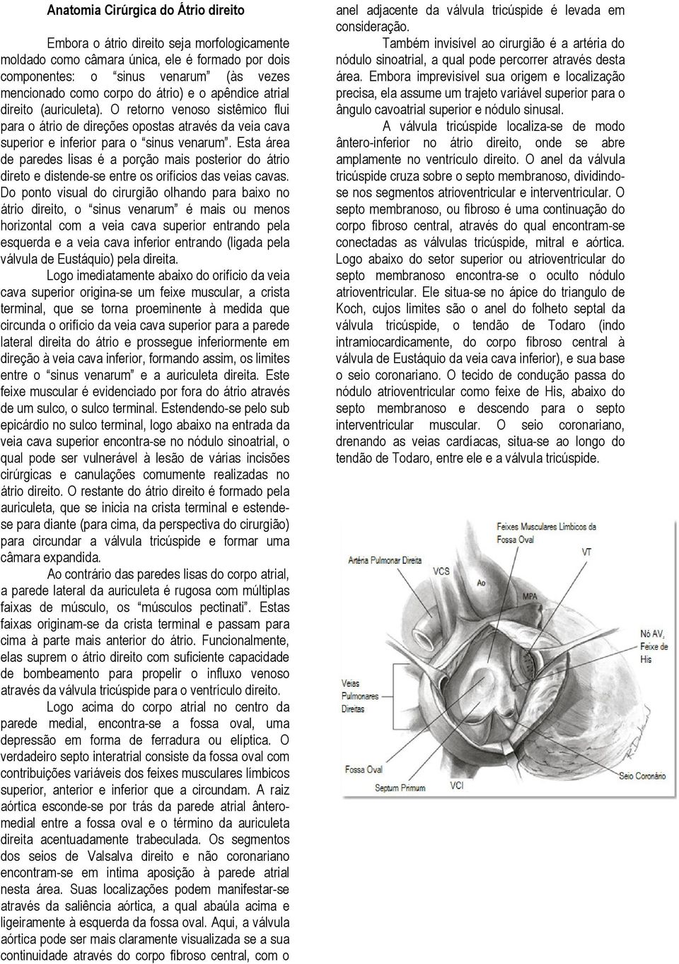 Esta área de paredes lisas é a porção mais posterior do átrio direto e distende-se entre os orifícios das veias cavas.