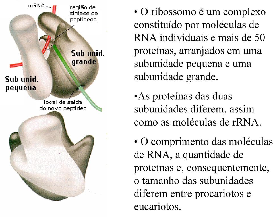 As proteínas das duas subunidades diferem, assim como as moléculas de rrna.