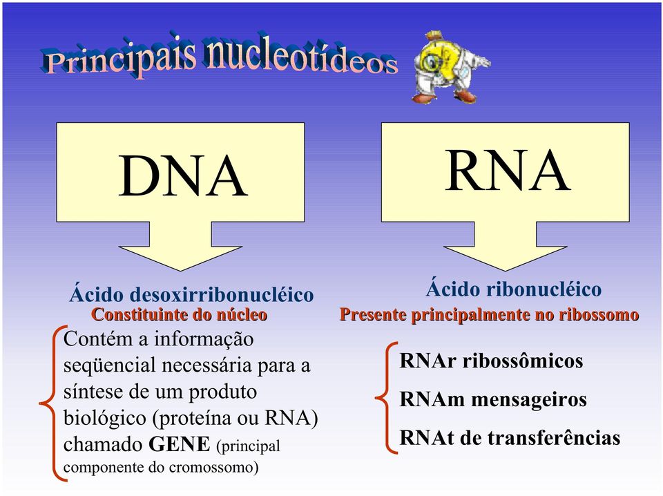 chamado GENE (principal componente do cromossomo) Ácido ribonucléico Presente