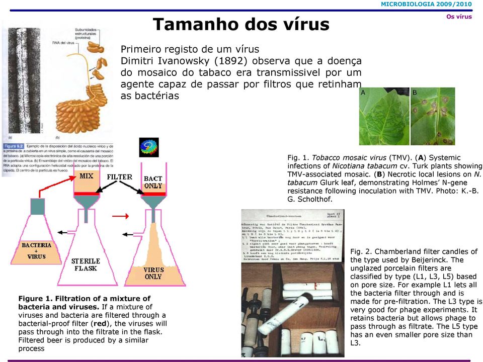 tabacum Glurk leaf, demonstrating Holmes N-gene resistance following inoculation with TMV. Photo: K.-B. G. Scholthof. Figure 1. Filtration of a mixture of bacteria and viruses.