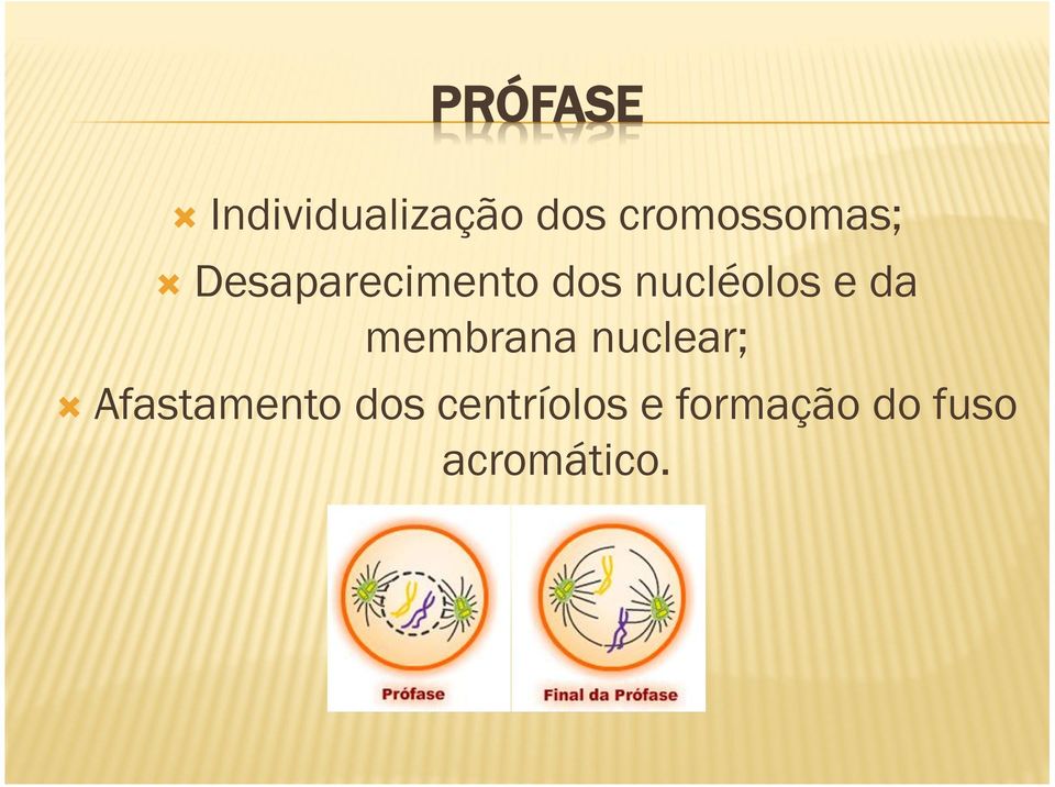 nucléolos e da membrana nuclear;