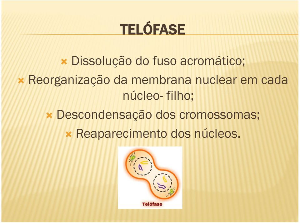 nuclear em cada núcleo- filho;